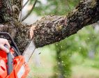 What to Look for a Local Tree Service Provider?