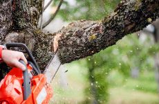 Are there any advantages of cutting trees?