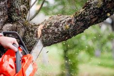 Are there any advantages of cutting trees?