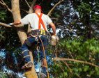 What is the necessity of tree pruning?