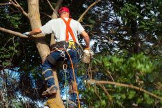 What is the necessity of tree pruning?